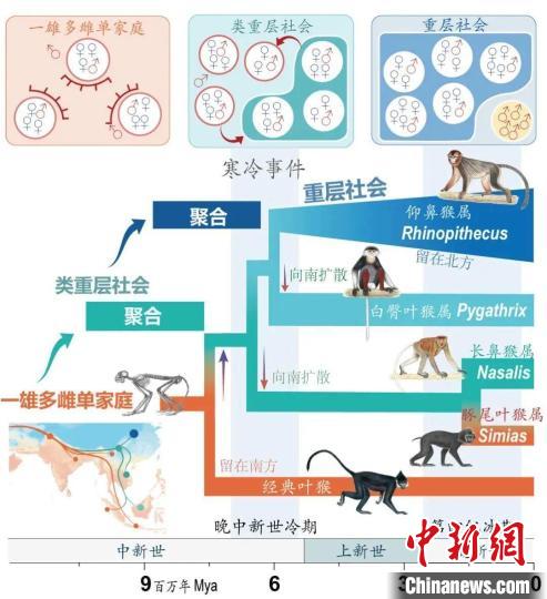 寒冷事件促进亚洲叶猴社会聚合。　乐动网页版登录入口供图