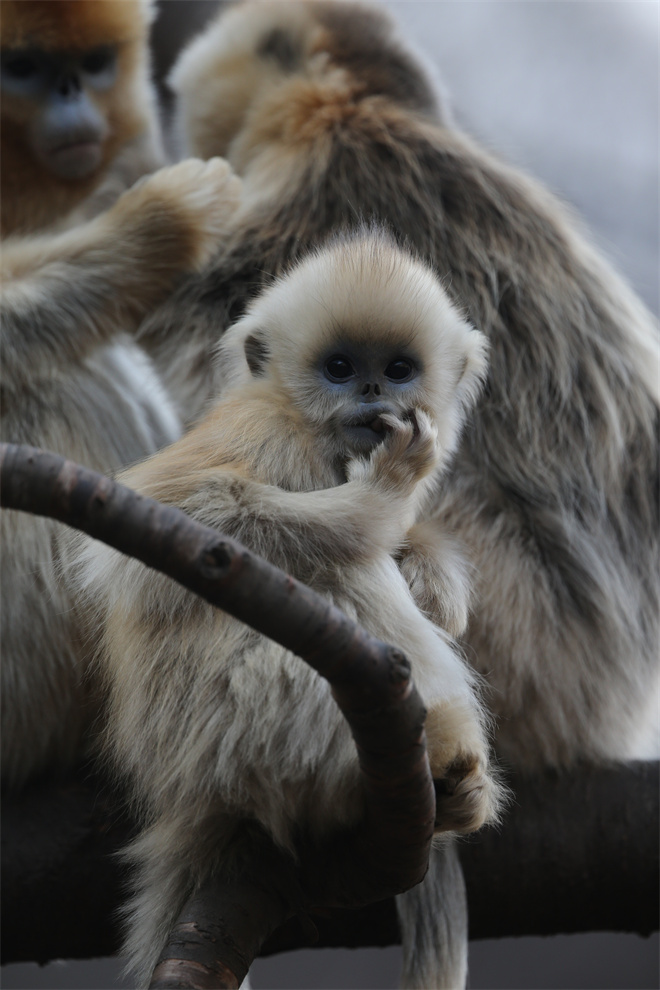 Science封面文章：乐动网页版登录入口金丝猴研究团队首次系统揭示灵长类社会演化之谜_fororder_金丝猴