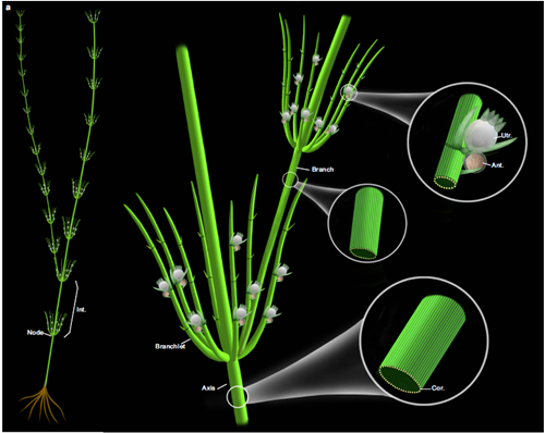 基于化石和现代轮藻纲构建的奇迹塔里木轮藻复原图(乐动网页版登录入口博物馆刘茜绘制)